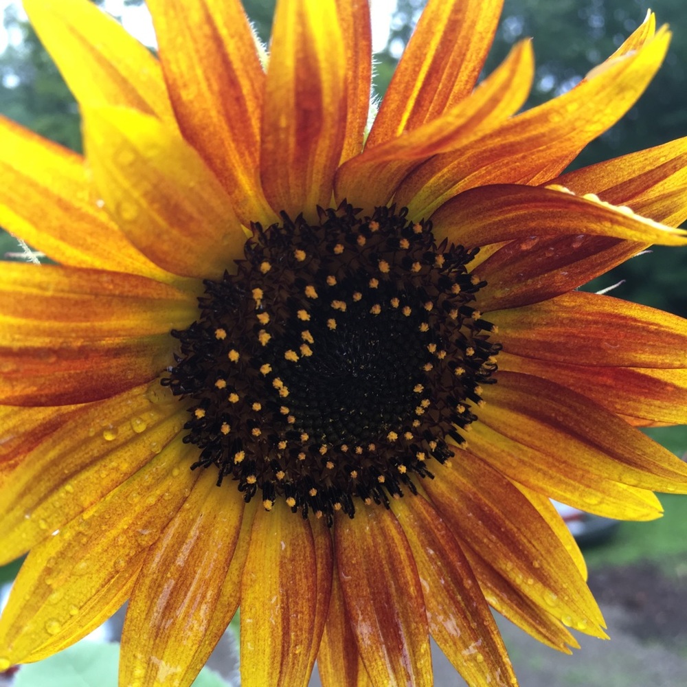 Meet your Posher, Dawn